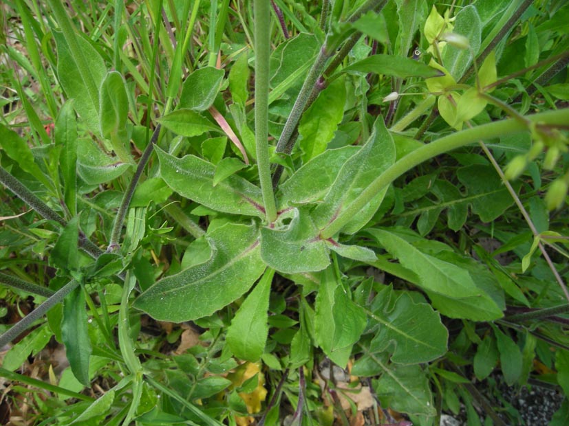 Urospermum dalechampii / Boccione maggiore